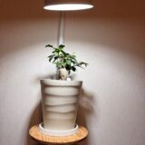 観葉植物を“浮かせて＆元気”に育ててミル